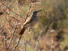 Certhilauda subcoronata