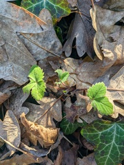 Potentilla micrantha