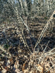Scutellaria altissima