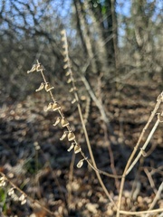 Scutellaria altissima