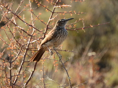 Certhilauda subcoronata