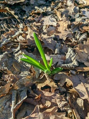 Ornithogalum