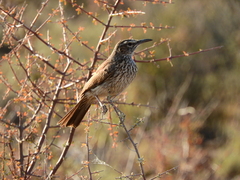 Certhilauda subcoronata
