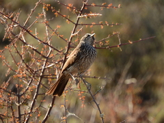 Certhilauda subcoronata