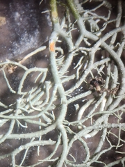 Usnea subscabrosa