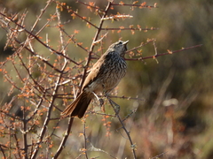 Certhilauda subcoronata