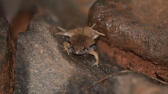 Microhyla achatina