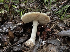 Amanita kotohiraensis