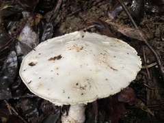 Amanita kotohiraensis