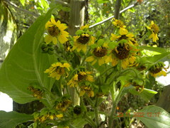 Smallanthus pyramidalis