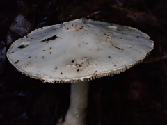 Amanita kotohiraensis