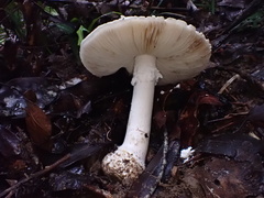 Amanita kotohiraensis