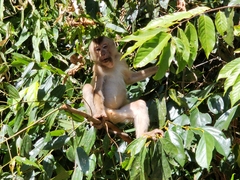 Macaca leonina