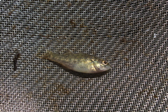 Centrarchiformes
