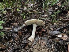 Amanita kotohiraensis