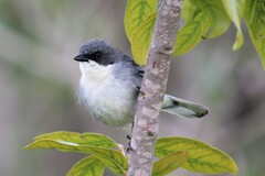 Microspingus cinereus