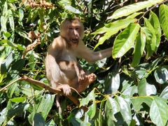 Macaca leonina