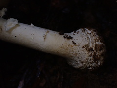 Amanita kotohiraensis