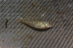 Centrarchiformes