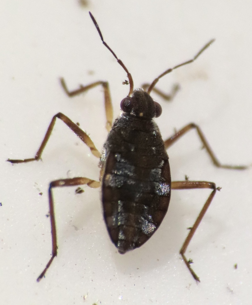 Kirkified Insect Kirkaldya from Redland, MD, USA on January 16, 2023 at 01:43 PM by ...
