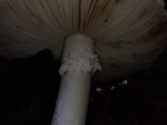 Amanita kotohiraensis