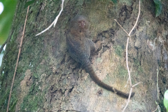 Cebuella pygmaea
