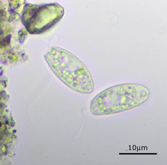 Entosiphon