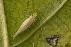 Caeciliusidae