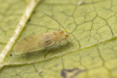 Caeciliusidae