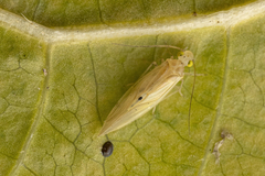 Caeciliusidae