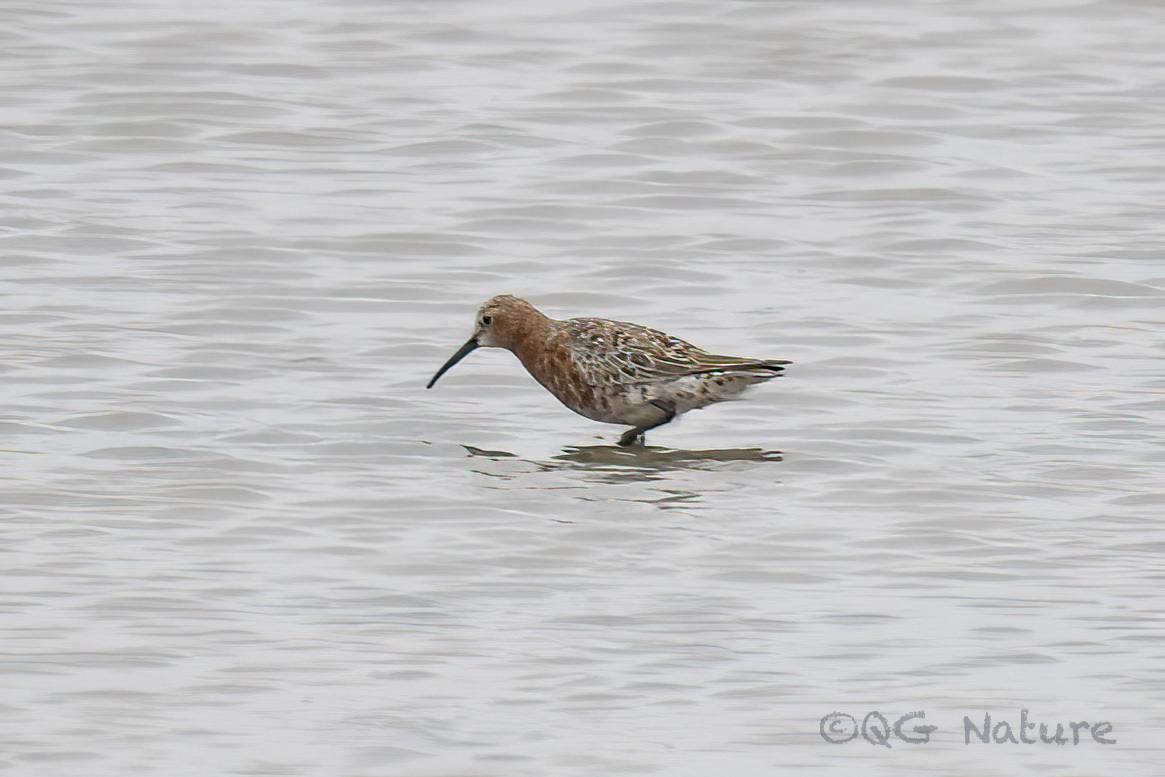 Curlew Sandpiper