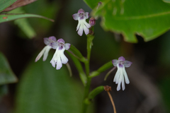 Cynorkis fastigiata