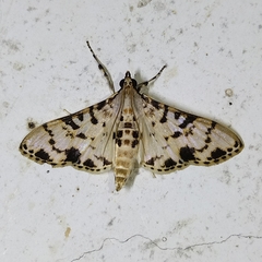 Azochis