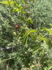 Cyphostemma puberulum