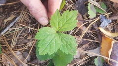 Hydrastis canadensis