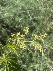 Cyphostemma puberulum