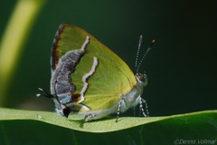 Chlorostrymon simaethis