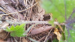 Hydrastis canadensis