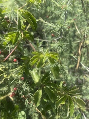 Cyphostemma puberulum