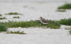 Charadrius asiaticus
