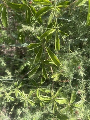 Cyphostemma puberulum