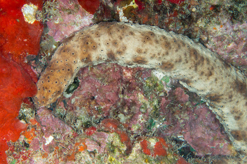 Holothuria dofleinii in life