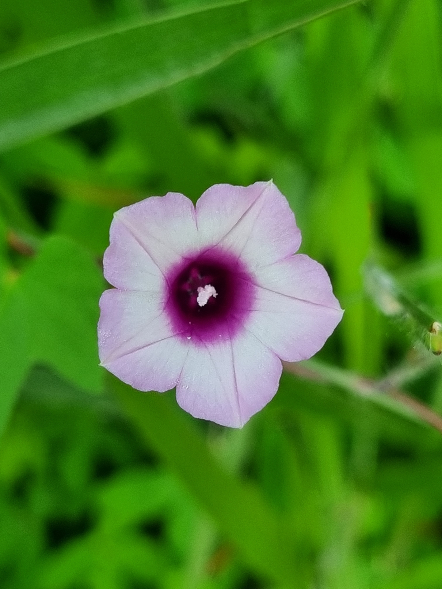 Ipomoea triloba