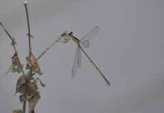 Lestes alacer