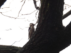 Yungipicus canicapillus