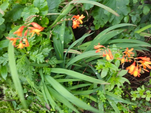 Crocosmia ×crocosmiiflora image