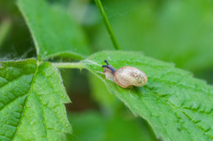 Fruticicola fruticum