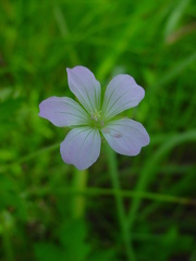 Linum bienne