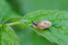 Fruticicola fruticum