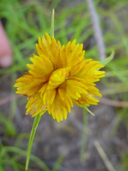Cyperus sphaerocephalus